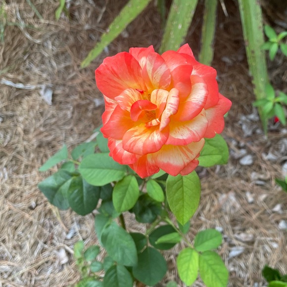 Meet your Posher, Bri - Picture 1 of 1